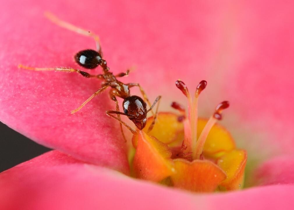 Only some ants are pollinators